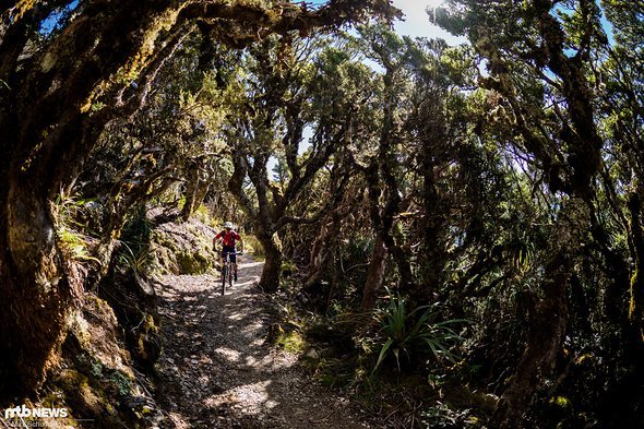 Ein Wald, wie aus Tolkiens Herr der Ringe Ein Wald, wie aus Tolkiens Herr der Ringe