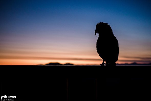 Kea heißen diese schlauen Berg-Papageien Kea heißen diese schlauen Berg-Papageien