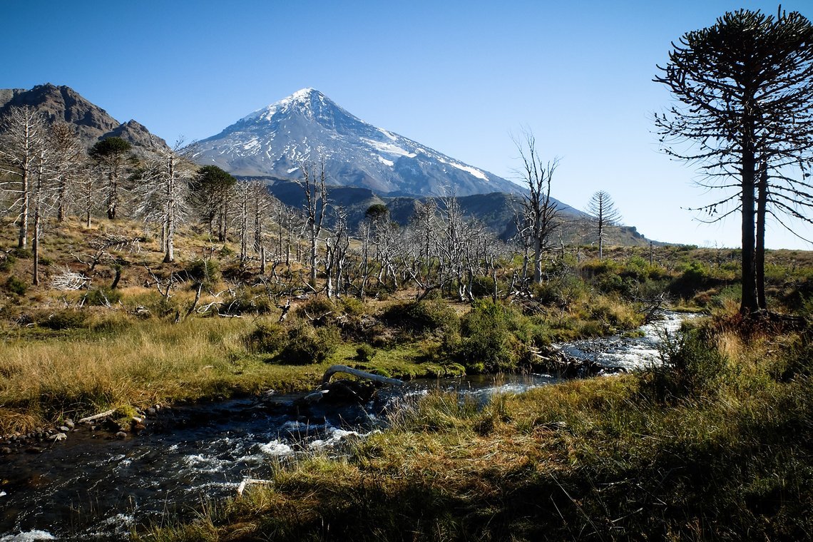 Vulkan Lanin und tote Bäume - die Landschaft beeindruckt uns