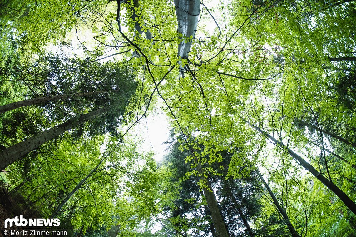 Zumindest im Wald von Bielsko Biala hat Grün die absolute Mehrheit.