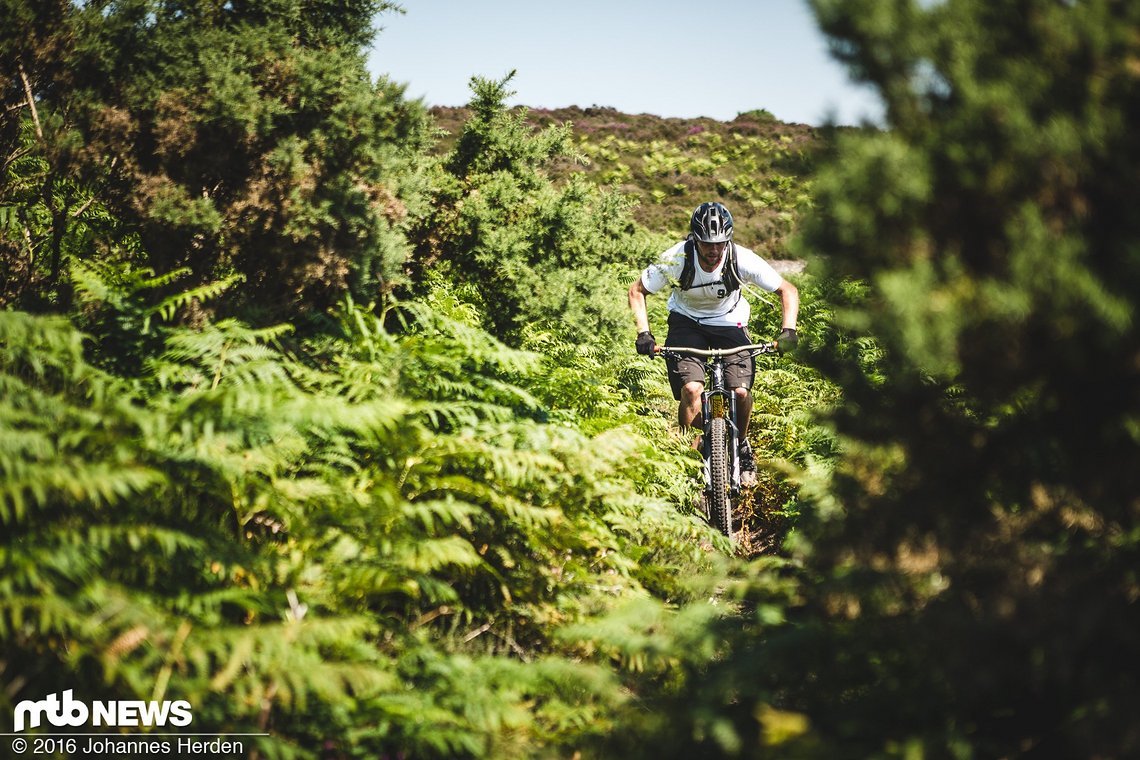 Perfect riding conditions - summer in Dorset