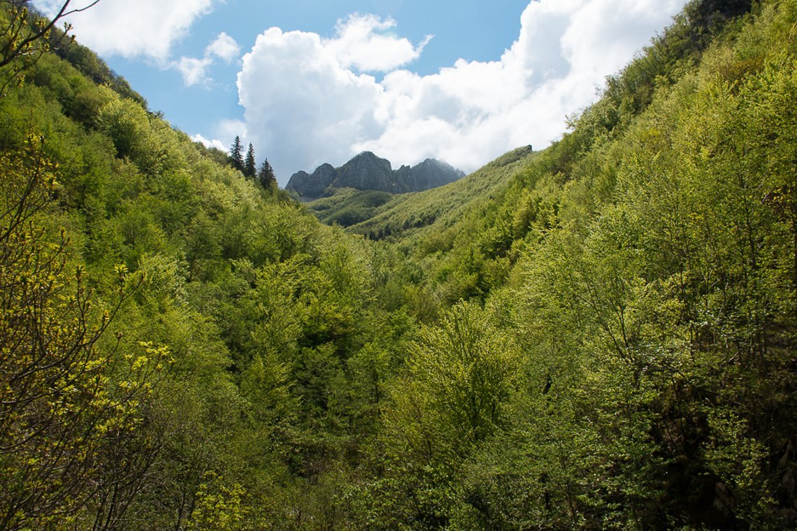 Große Waldgebiete