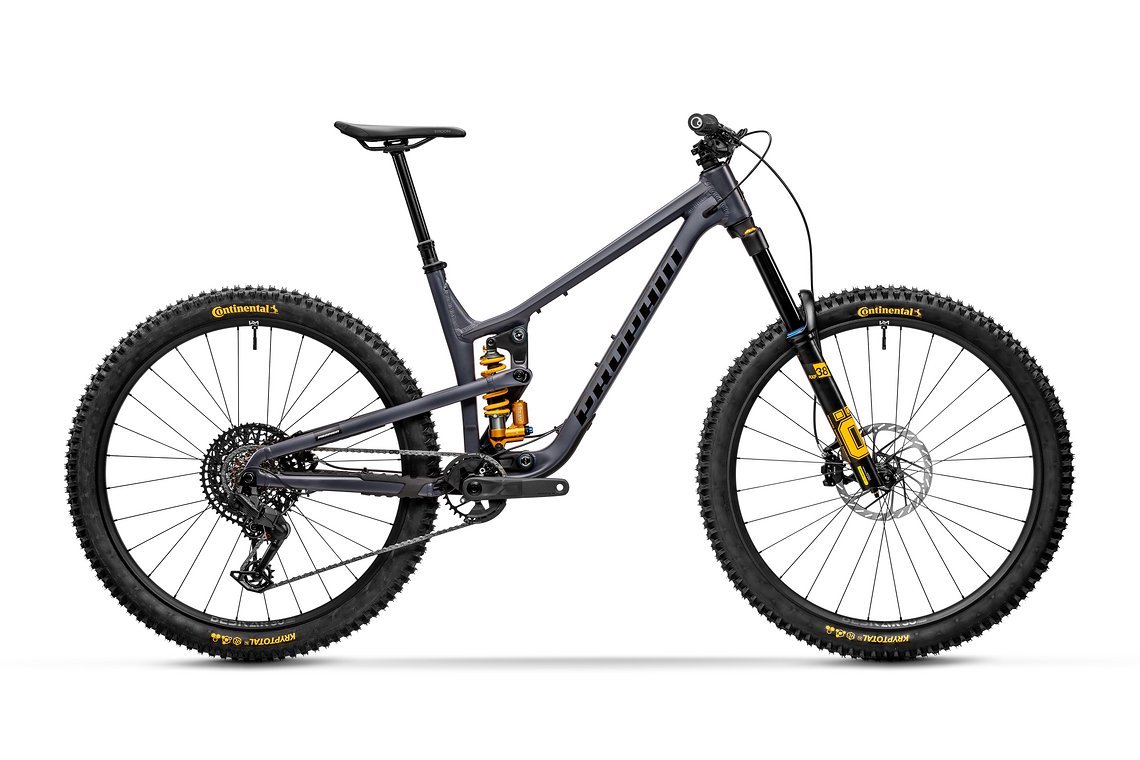 Tyee-AL-Midnight-Blue-Swedish-Gold-001-Falch-Photography