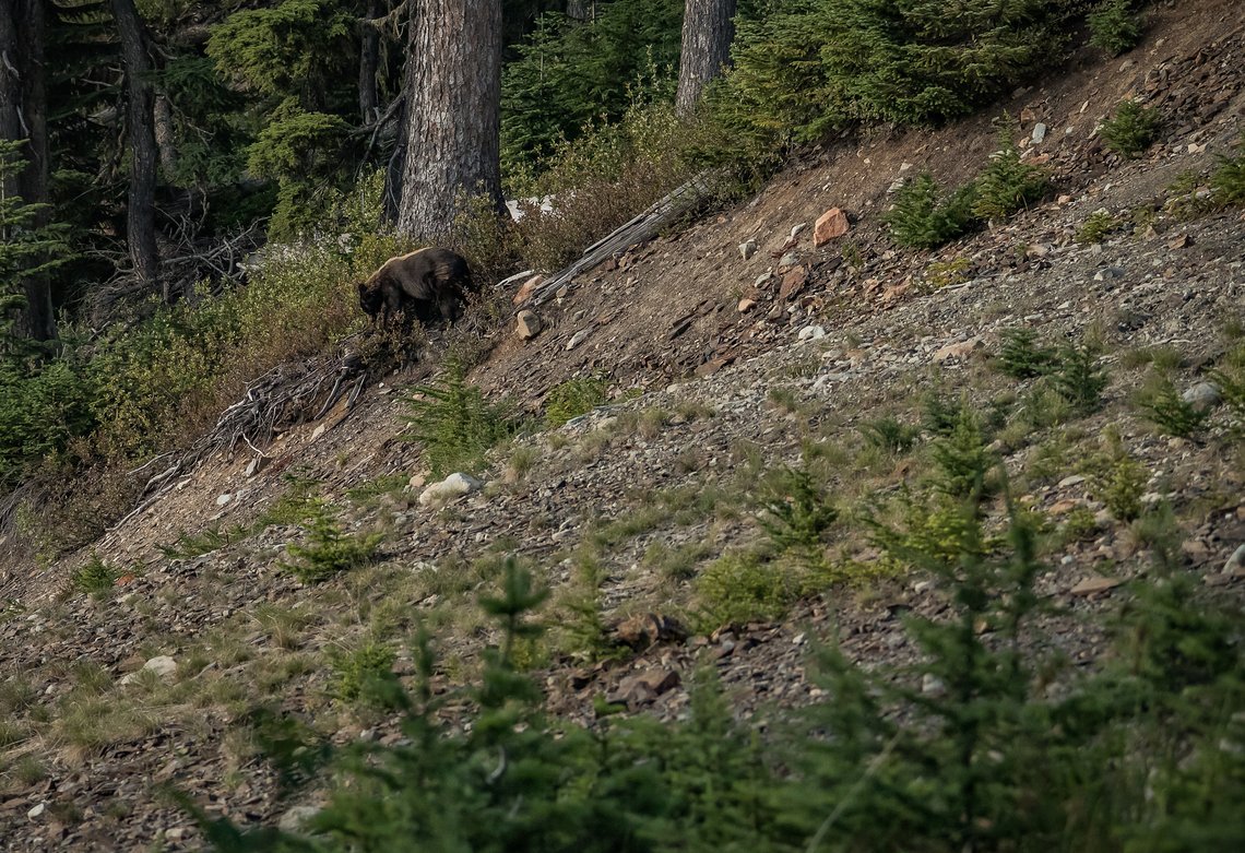 Kein Ausflug in Whistler wäre vollkommen, sähe man nicht mindestens einen Bären