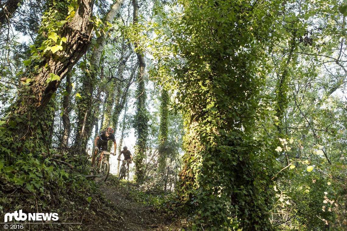 Schwierige Abfahrt im dichten Wald.