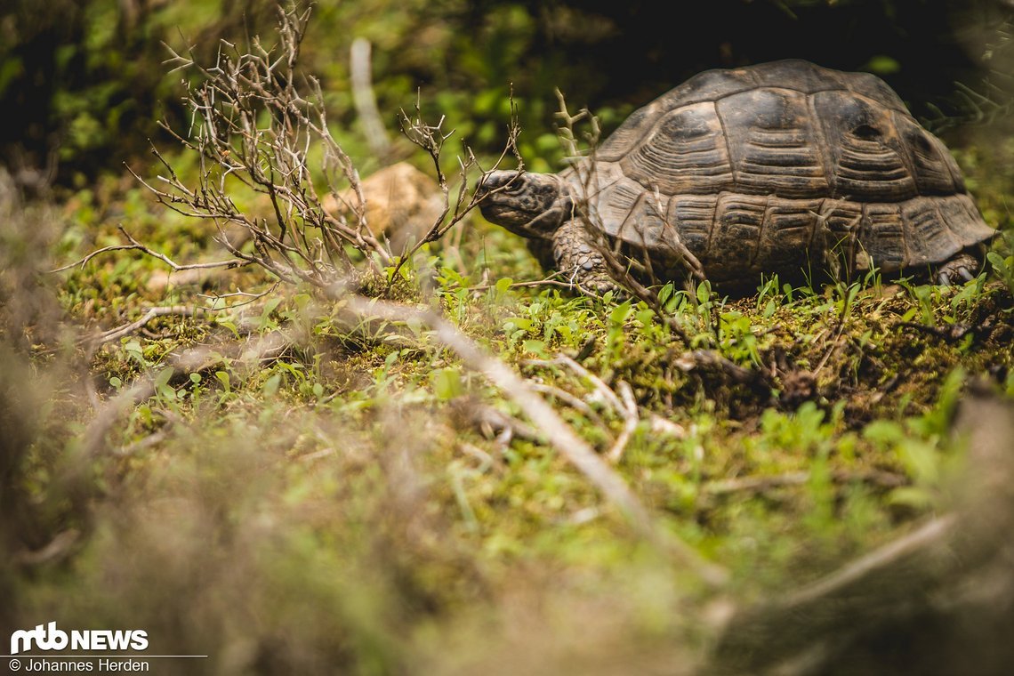 In Griechenland alles andere als ungewöhnlich. Praktisch jeden Tag sehen wir Schildkröten neben den Trails