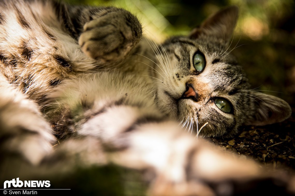 Die süße Katze ...