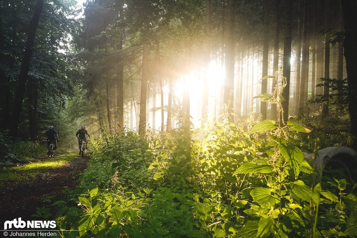 Auch hier wertet die Sonne, die durch die Bäume scheint, das Bild merklich auf