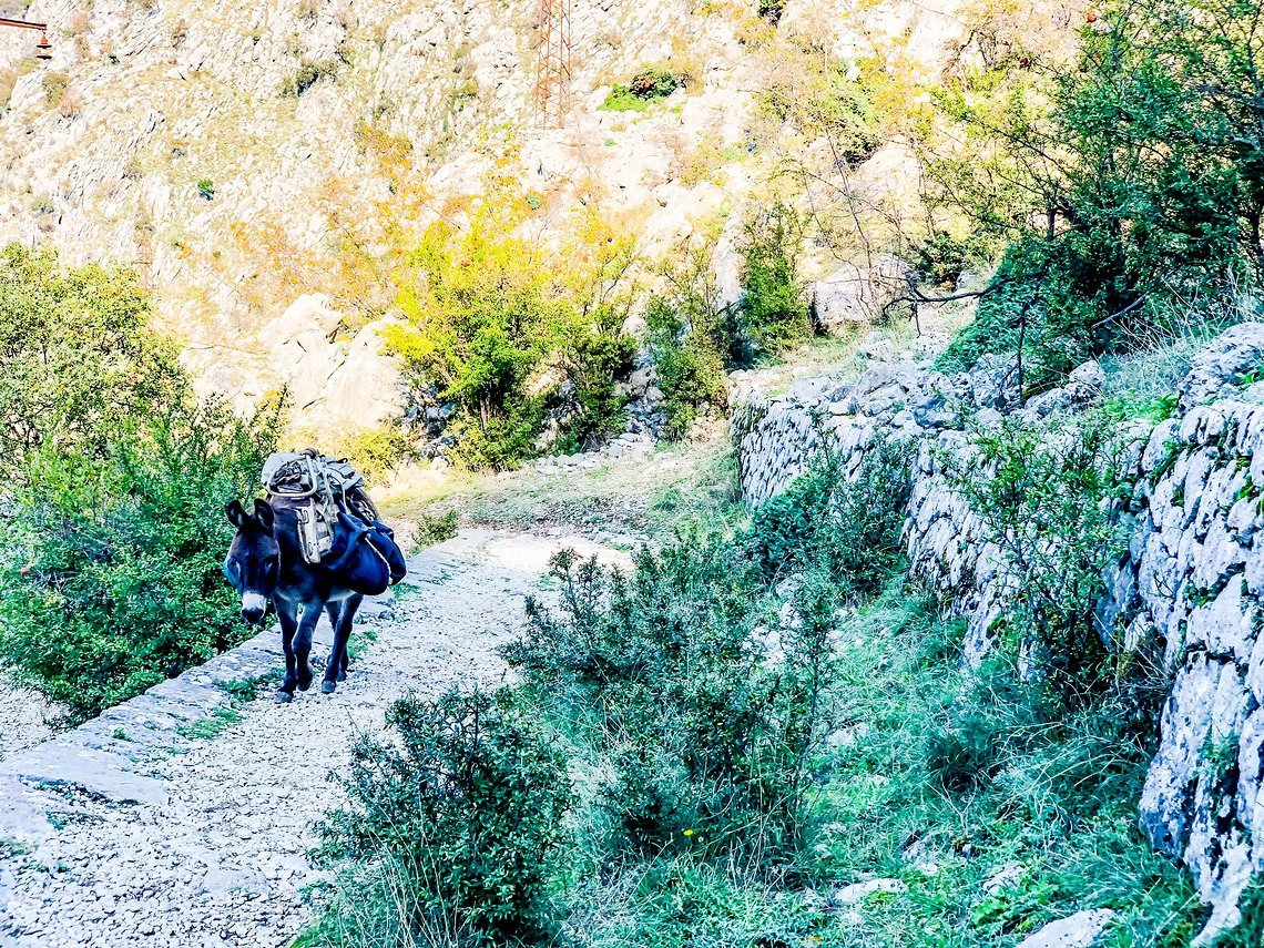 Esel bei Kotor