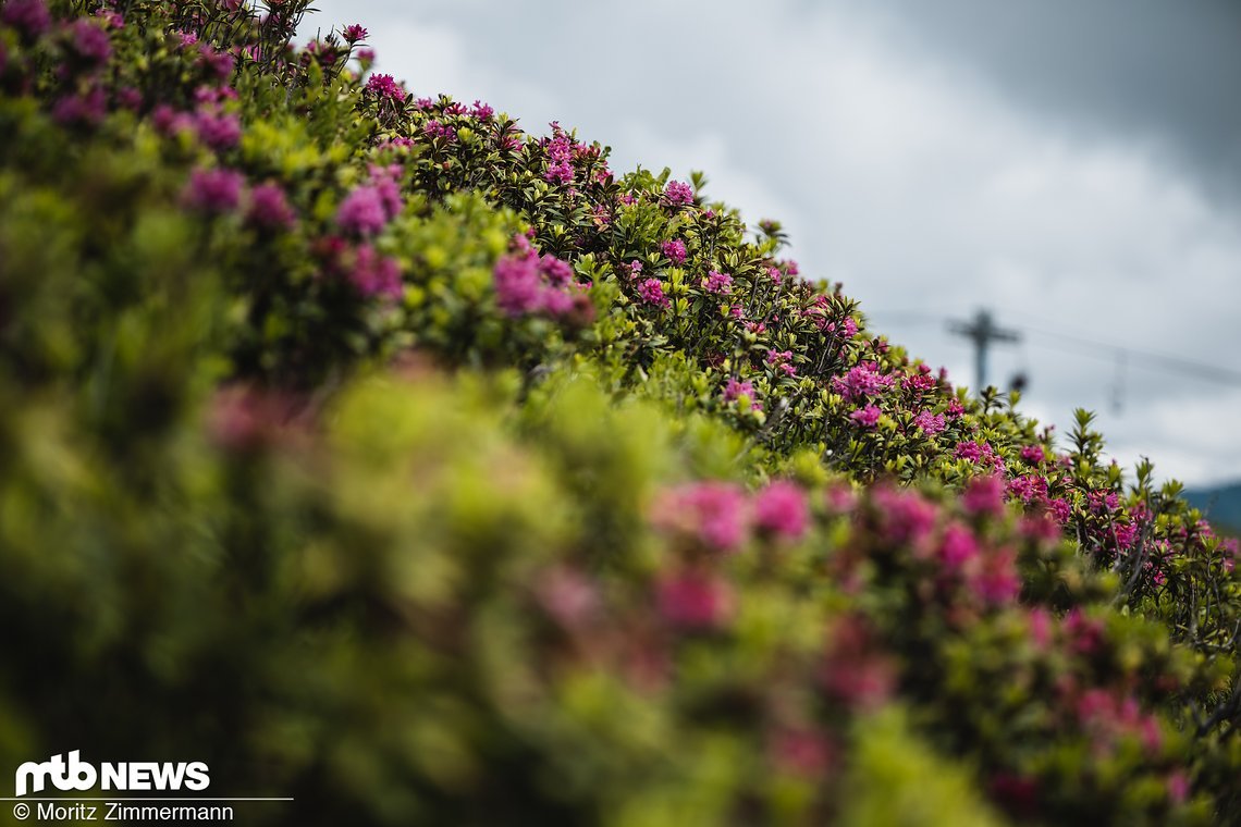 Durch den üppigen Regen der vergangenen Wochen ist die Vegetation am Streckenrand sehr farbenfroh