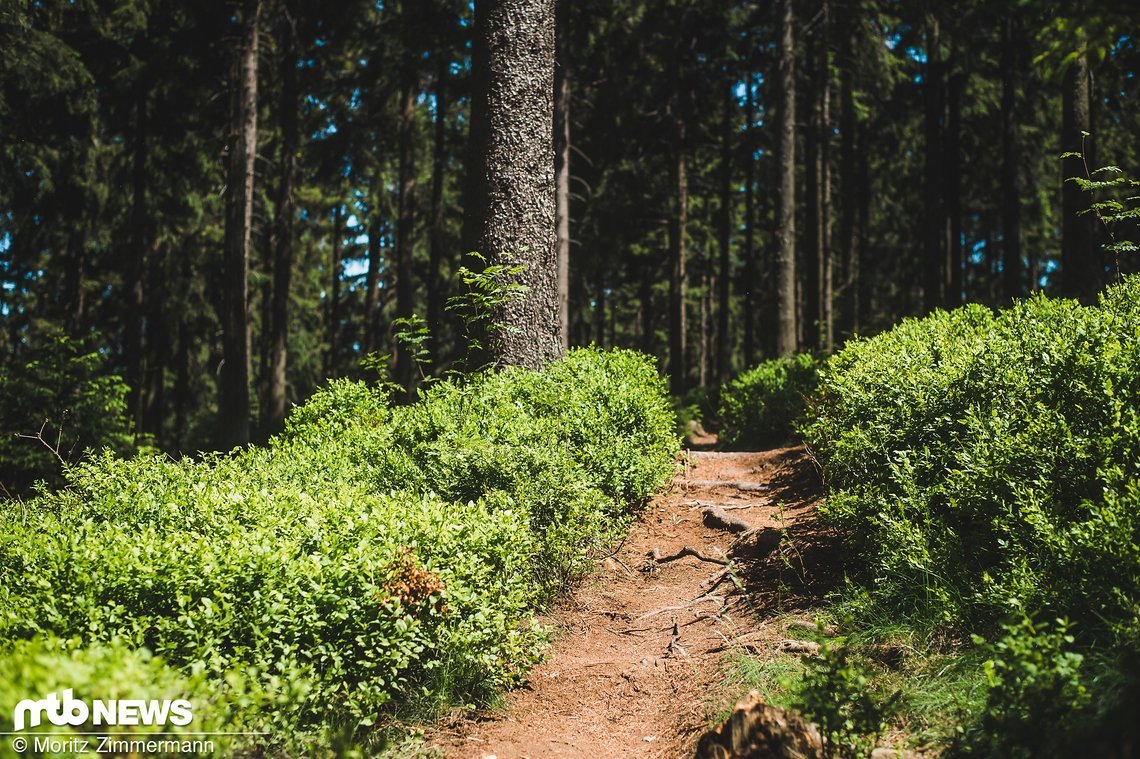 Ein Singletrail wie aus dem Bilderbuch