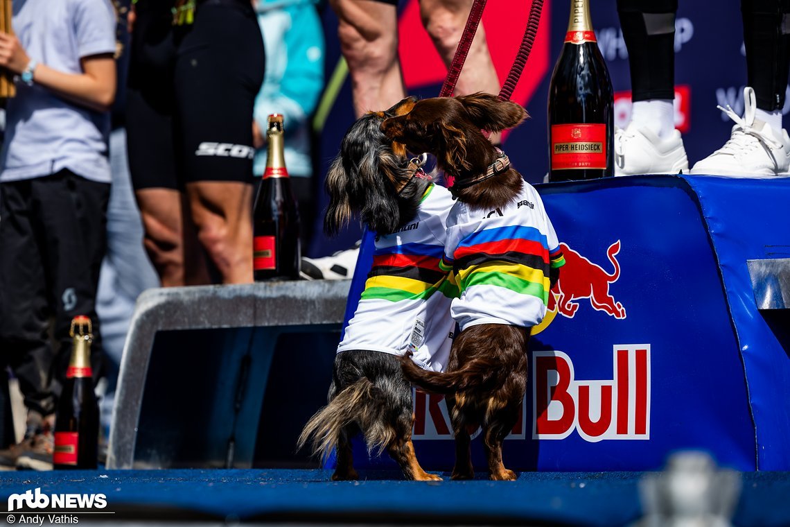 Highlight des Tages: Die beiden Hunde von Tom Pidcock durften ihr Herrchen zur Podiumszeremonie begleiten und zogen die volle Aufmerksamkeit auf sich.