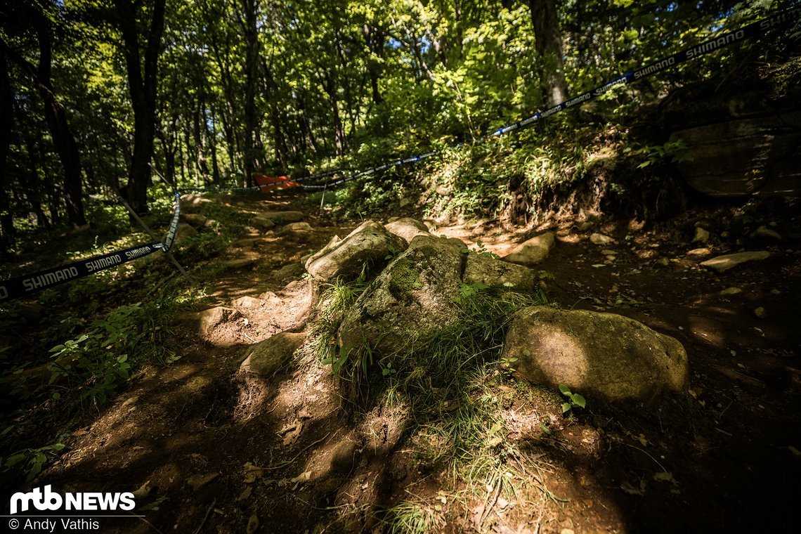Anschließend geht's in einer Rechtskurve das erste Mal in den extrem sonnenfleckigen Wald.