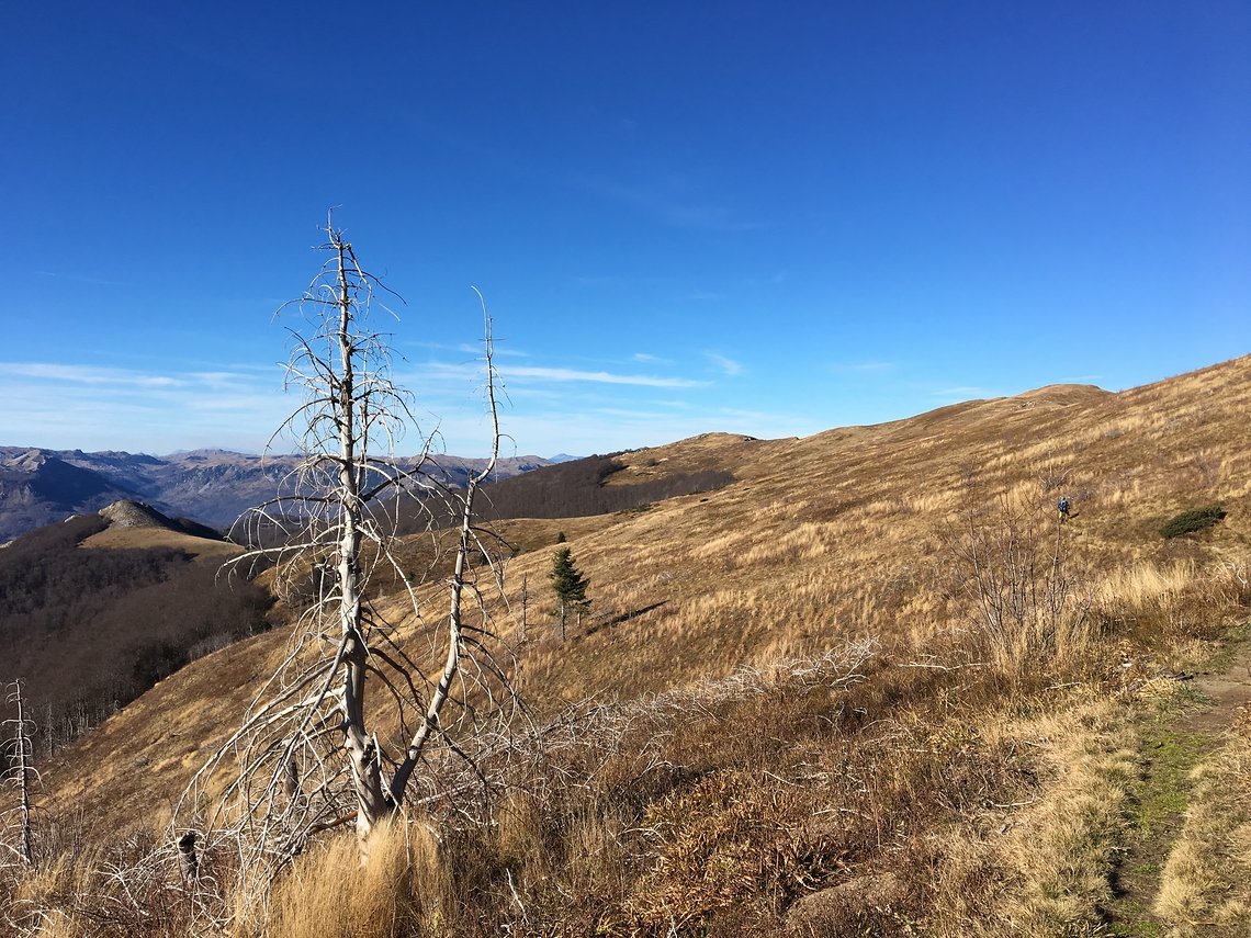 Nach einem Aufstieg im Wald überraschen uns auf 2000 m Bergweiden.