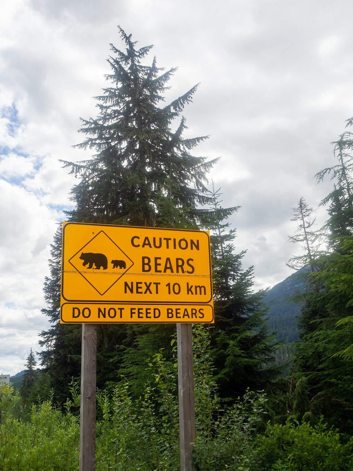 Bären hat es in Whistler wirklich viele, leider hatten wir bei unseren Sichtungen nie die Kamera dabei