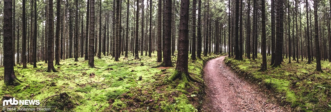 Schöne Atmosphäre im Wald