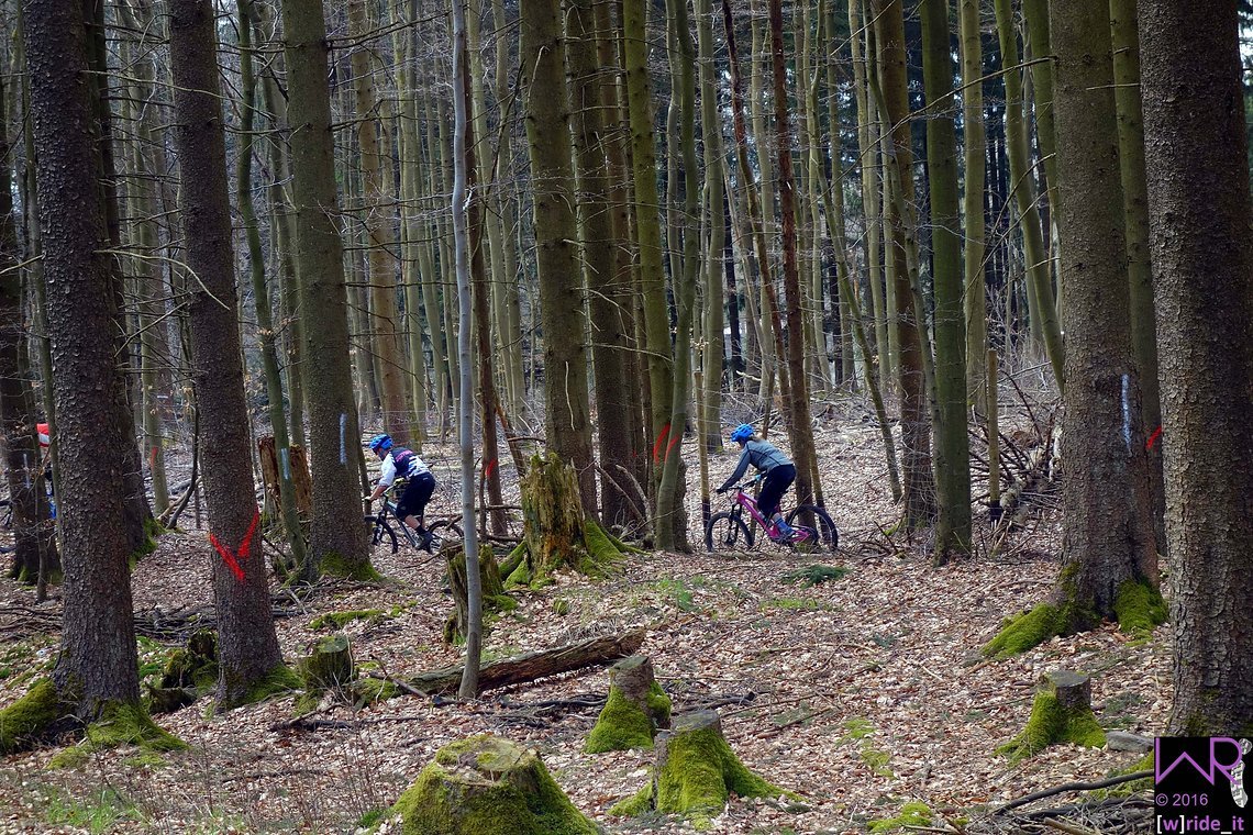 Propain-Train durch den Saarländer Hochwald