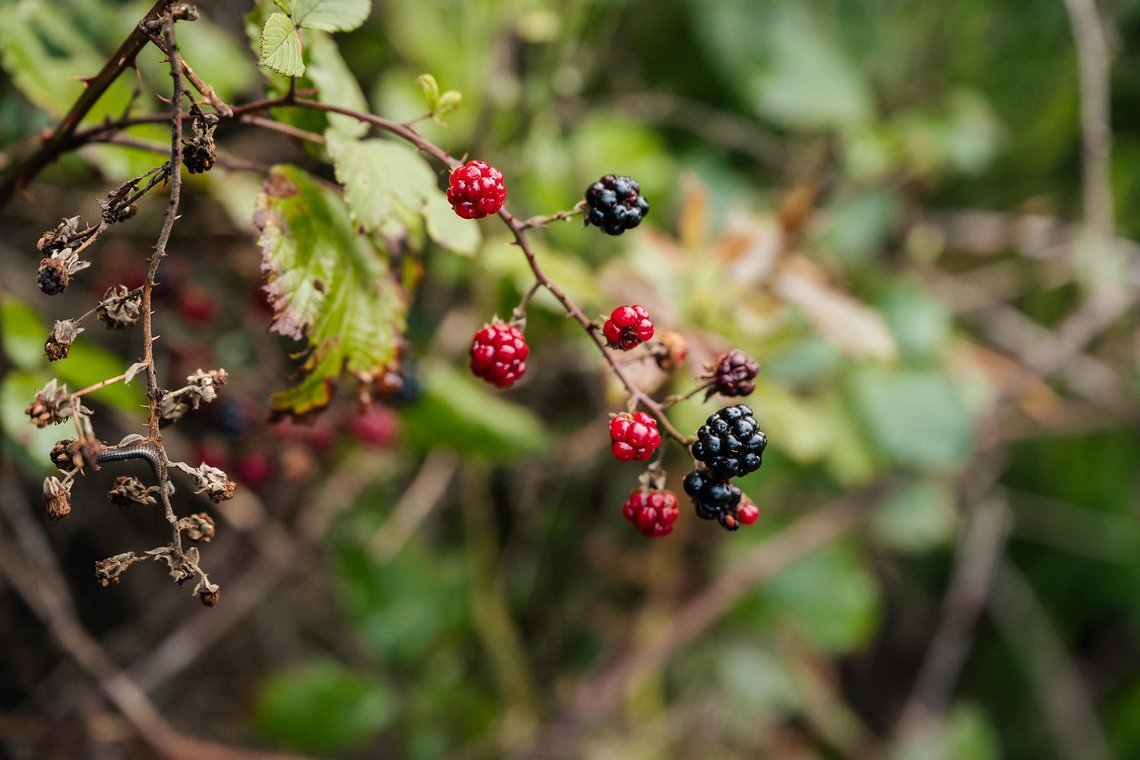 Trans-Madeira-Autumn-2022-Day-4-52