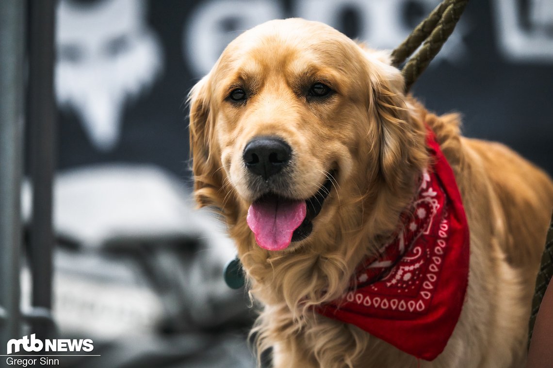 Den MTB-News.de-Preis für den süßesten Wuffi in Leogang kriegt dieser schnuffelige Golden Retriever.