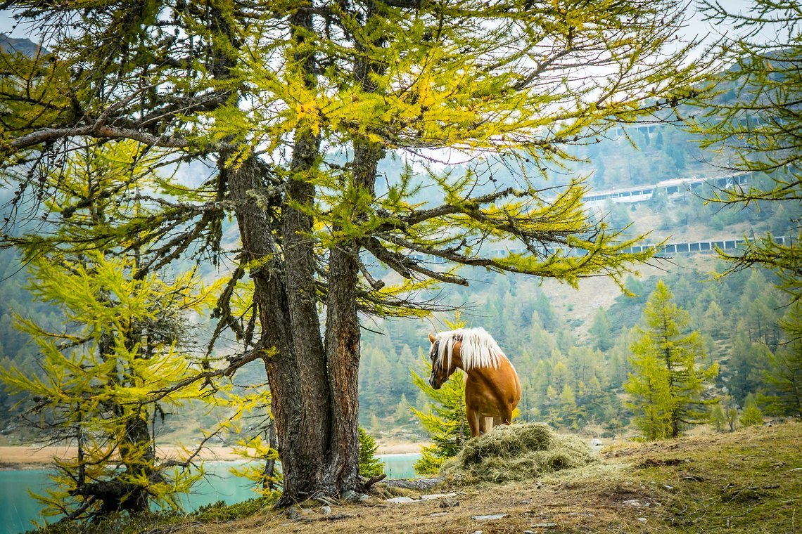 wild-horse