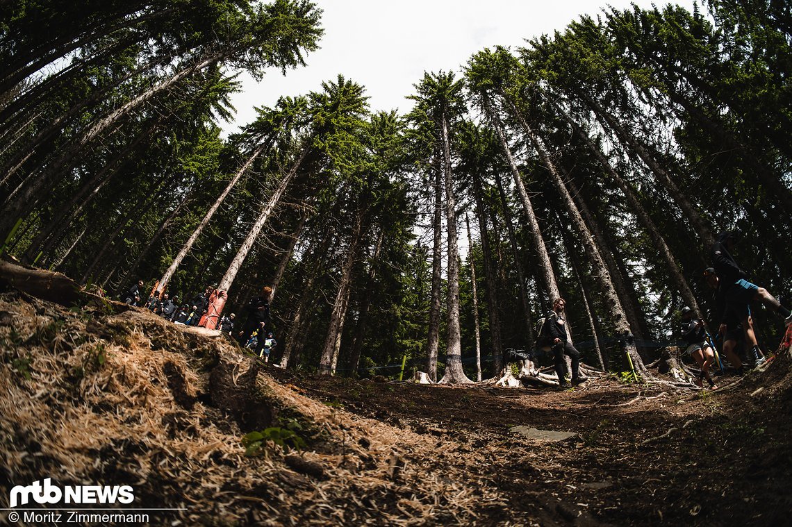 Die erste Wald-Sektion ist dank Palmen-Look optisch sehr ansprechend und gleichzeitig auch äußerst breit abgesteckt