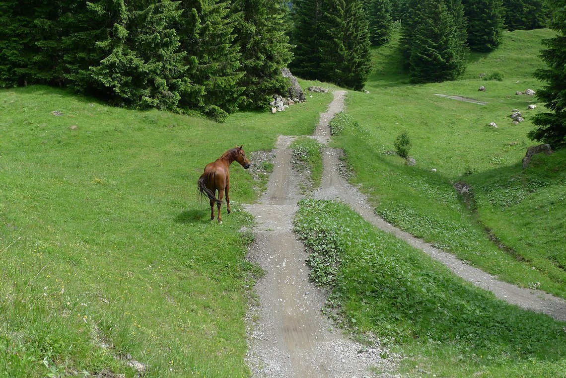 "Pferde sind Fluchttiere!"