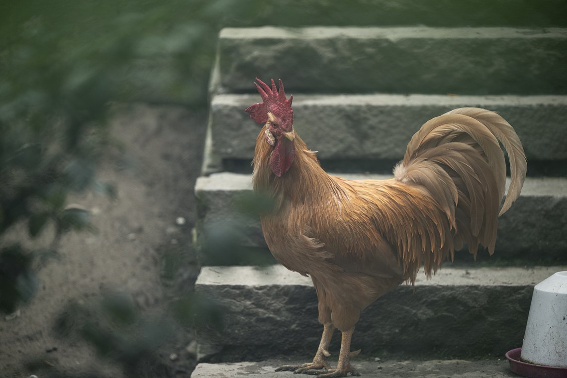 Neben einem riesigen Freigelände samt unzähligen Tieren …