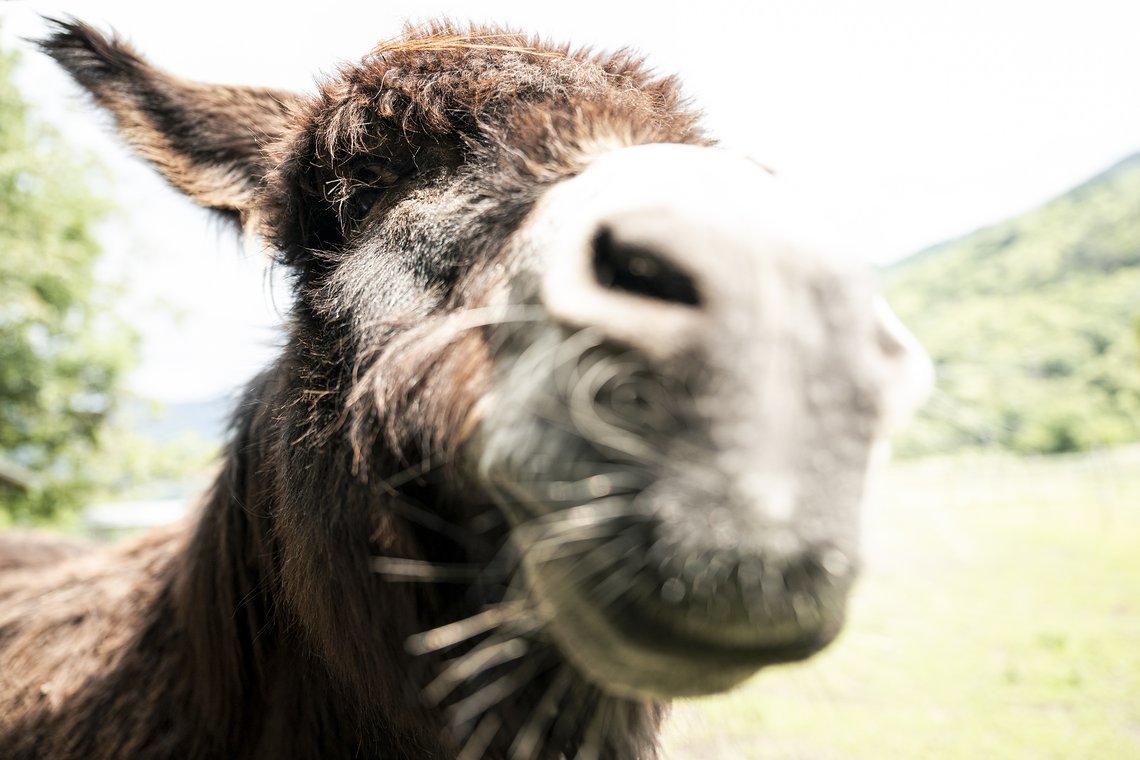 Wir bei MTB-News sind große Tierfreunde