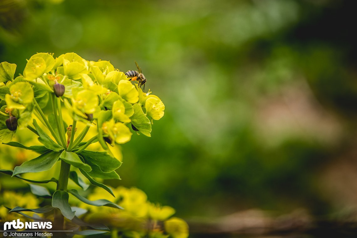 Flora und Fauna in trauter Zweisamkeit