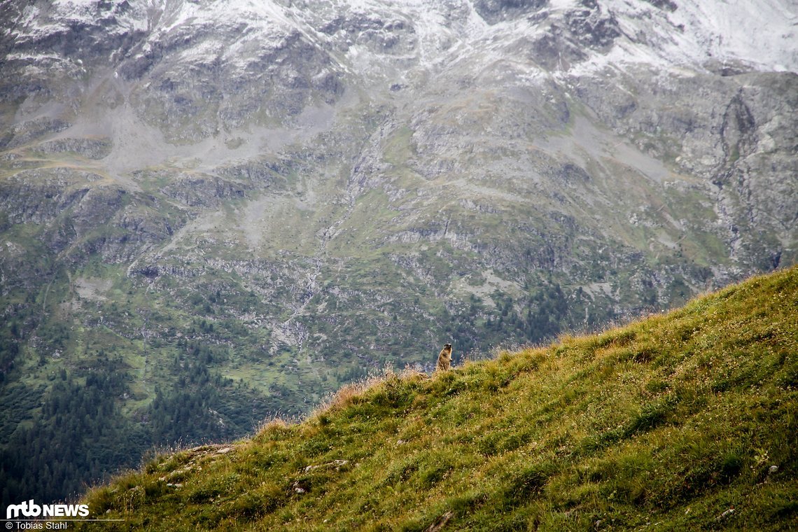 Die Murmeltiere sind früh auf am zweiten Tag...