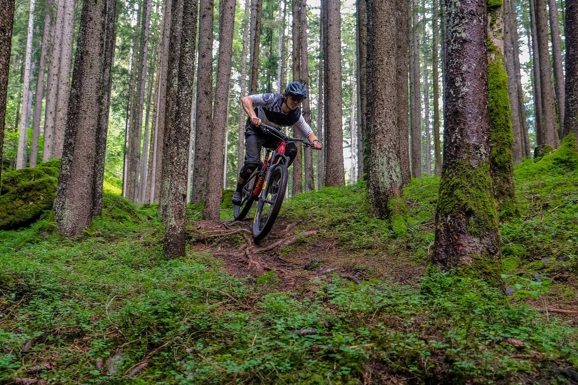 Gegen Ende des Trails bietet der Nadelwald ein krönendes Fluffigkeitsgefühl.