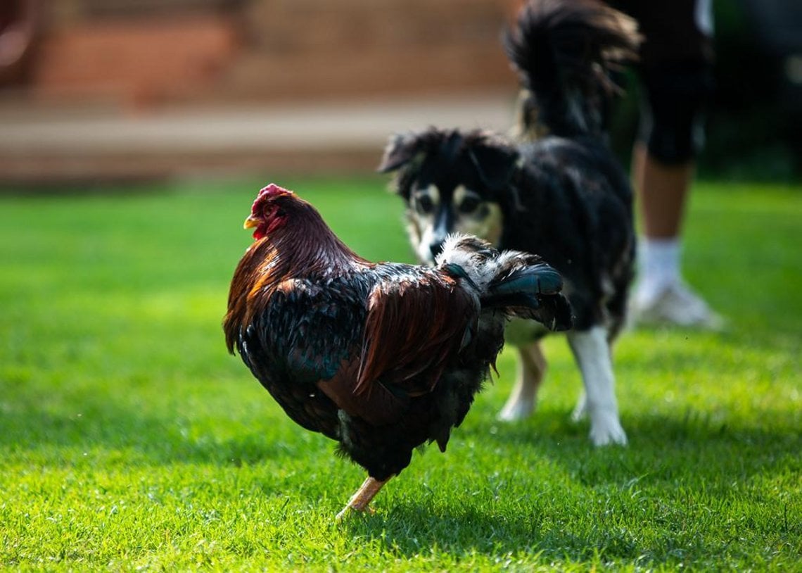 Hund und Huhn belastet die aktuelle Situation sicherlich weniger als den weltweiten Tourismus.