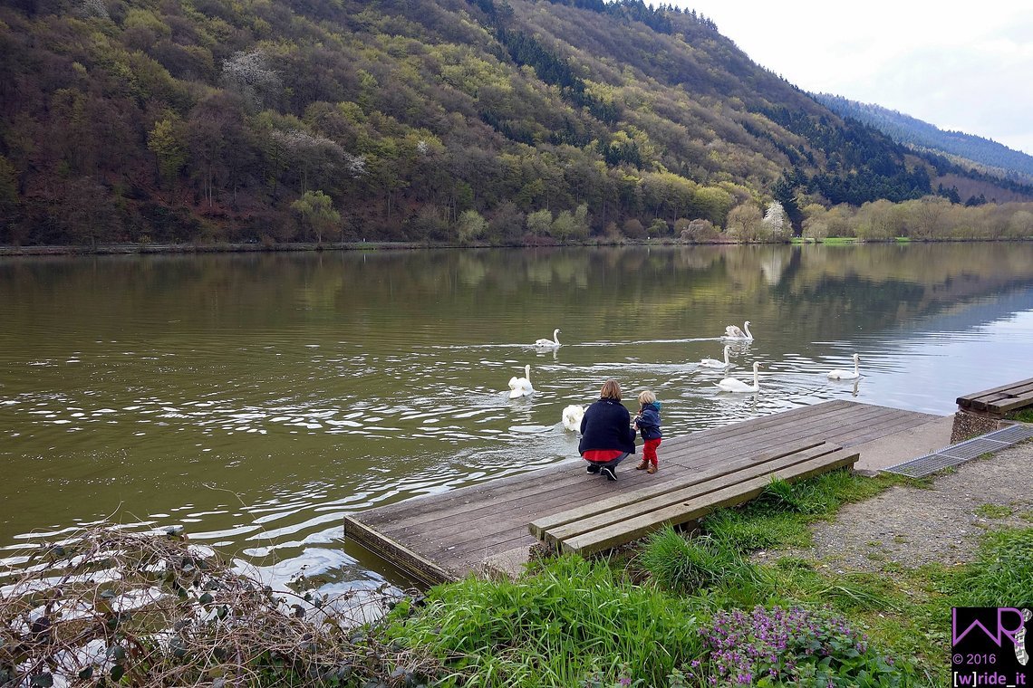 Schwäne füttern an der Mosel - ein Spaß für groß und klein