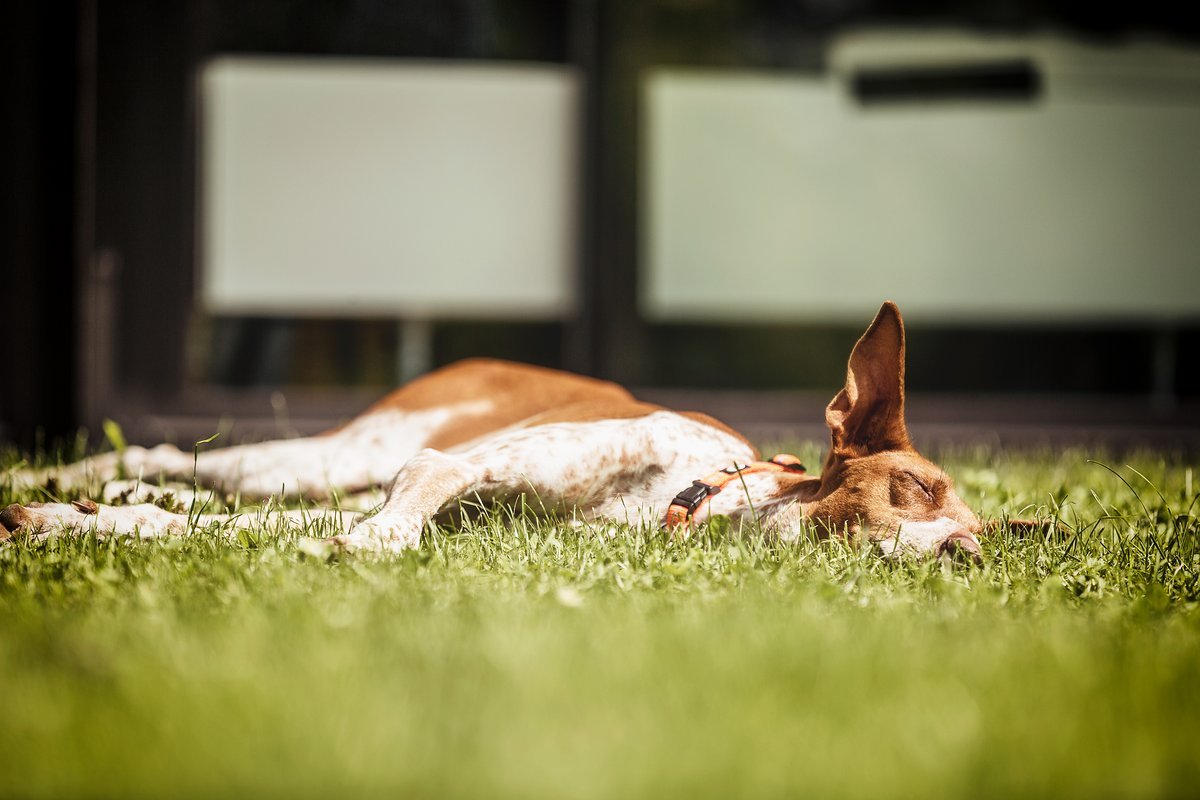 Unser Redaktionshund Pina hat einen eher einfachen Zeitplan – schlafen, rennen, fressen, schlafen. Gerne auch in unterschiedlicher Reihenfolge. Unser Redaktionshund Pina hat einen eher einfachen Zeitplan – schlafen, rennen, fressen, schlafen. Gerne auch in unterschiedlicher Reihenfolge.