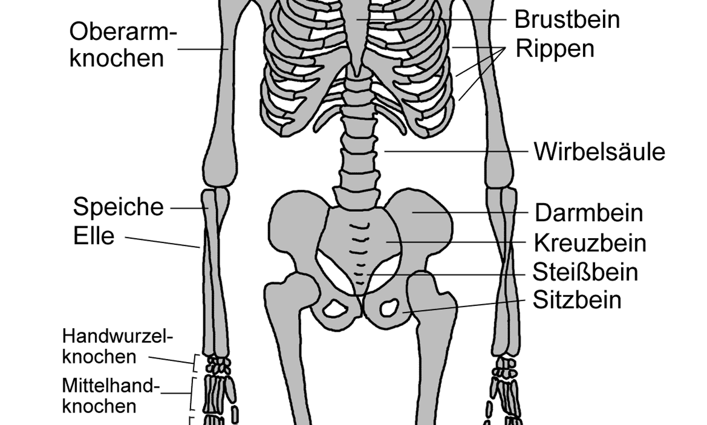 Skelett des Menschen 