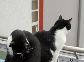 Foto