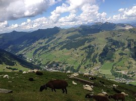 Foto