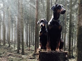 Foto