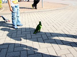 Foto