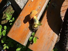 Foto