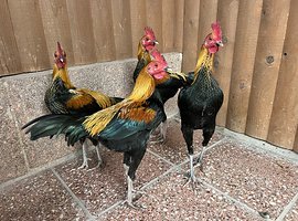Foto