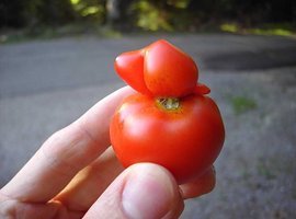 Foto
