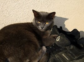 Foto