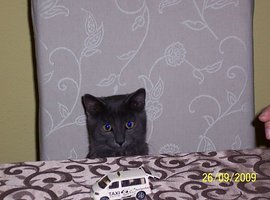 Foto