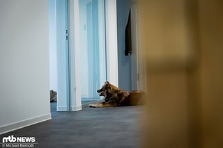 Yuna – als Teil des Teams – wacht dabei über die ordnungsgemäße Ausführung und kümmert sich zeitgleich um das Wohlbefinden der Kollegen.