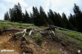 Die ersten Wurzeln