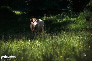 Diese Kuh sollte an einem Schönheitswettbewerb teilnehmen. Diese Kuh sollte an einem Schönheitswettbewerb teilnehmen.