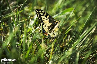 Ich hab richtig gute und wichtige Fahrer verpasst, nur um ein schönes Foto von diesem Schmetterling zu machen.