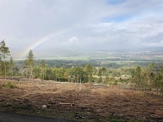 So sieht vielerorts das aus, was vor gar nicht so langer Zeit mal als Wald bezeichnet wurde