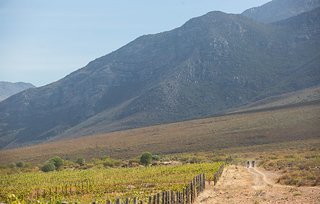 Weinberge, Berge und Mountainbiker - klassisch Cape Epic